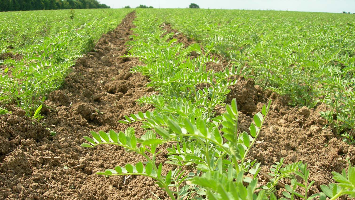 culture bio lentilles fermes de chassagne france bio Ã©quitable